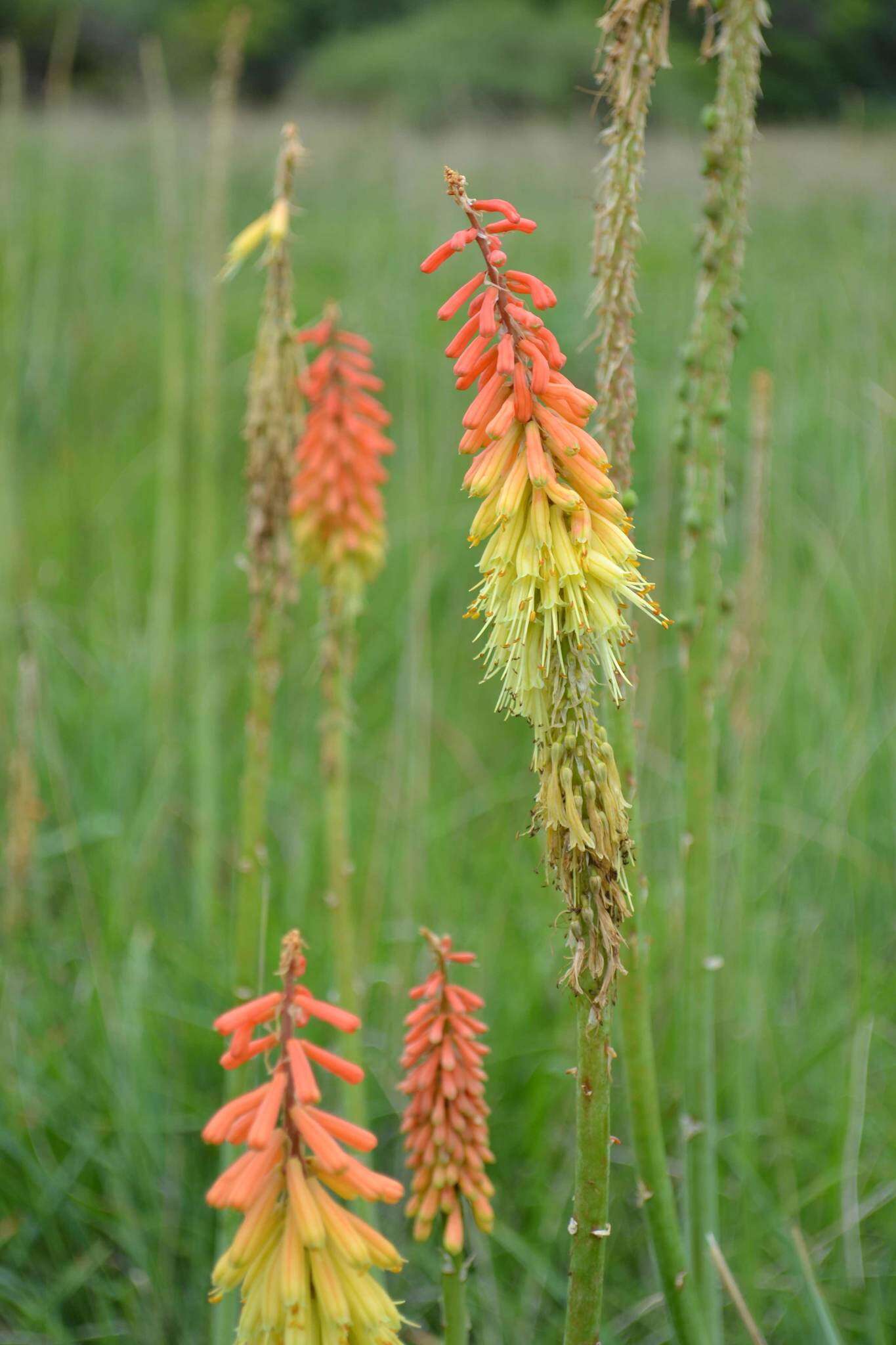 Image of Kniphofia ensifolia subsp. ensifolia