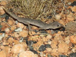 Image of Northern Spiny-tailed Gecko