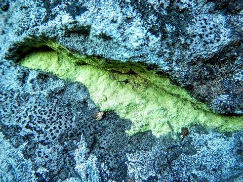 Image of Sulphur dust lichen