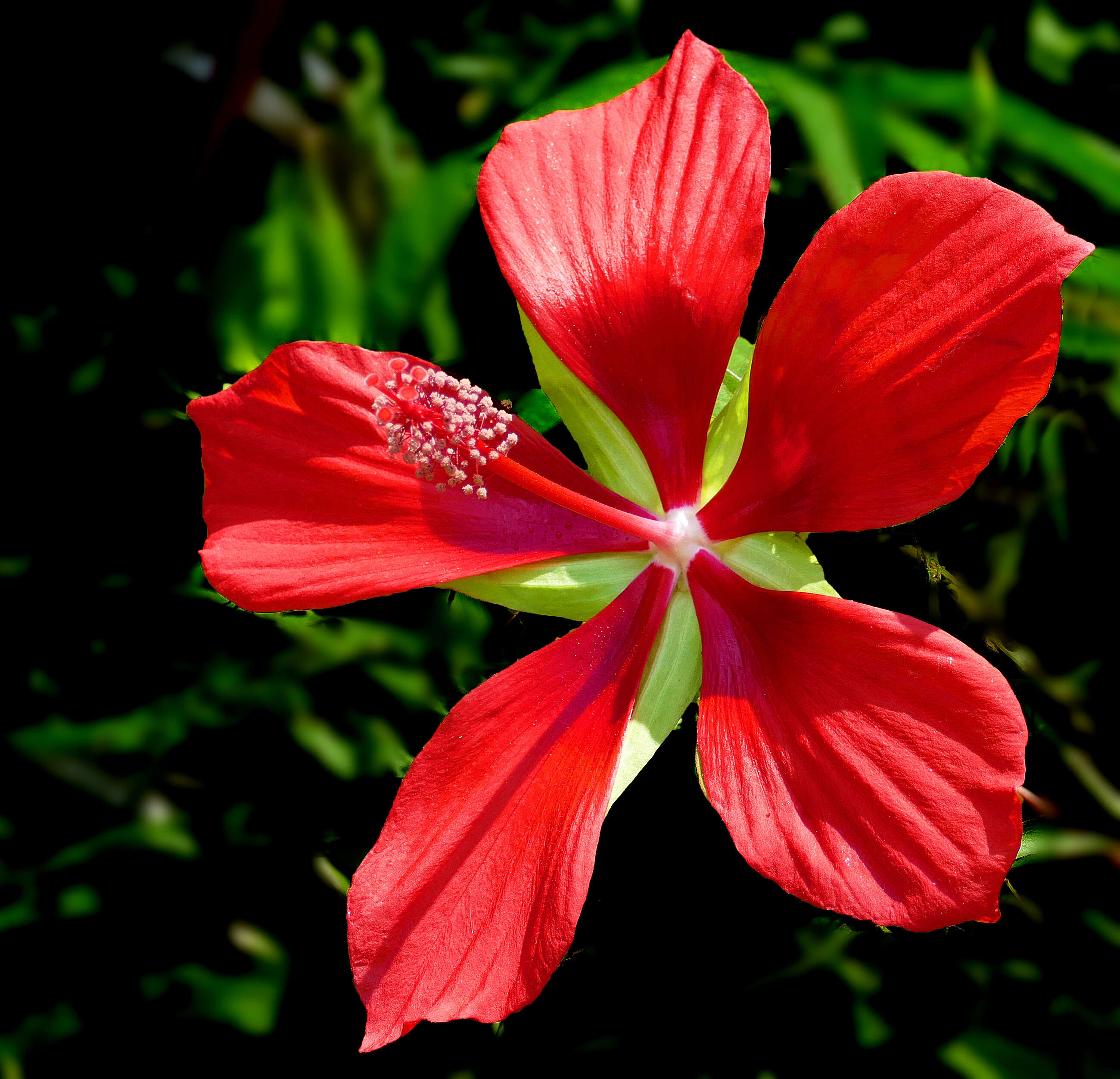 Image of Scarlet Rose-Mallow