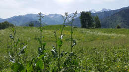 Image of Rumex tianschanicus Los.-Losinsk.