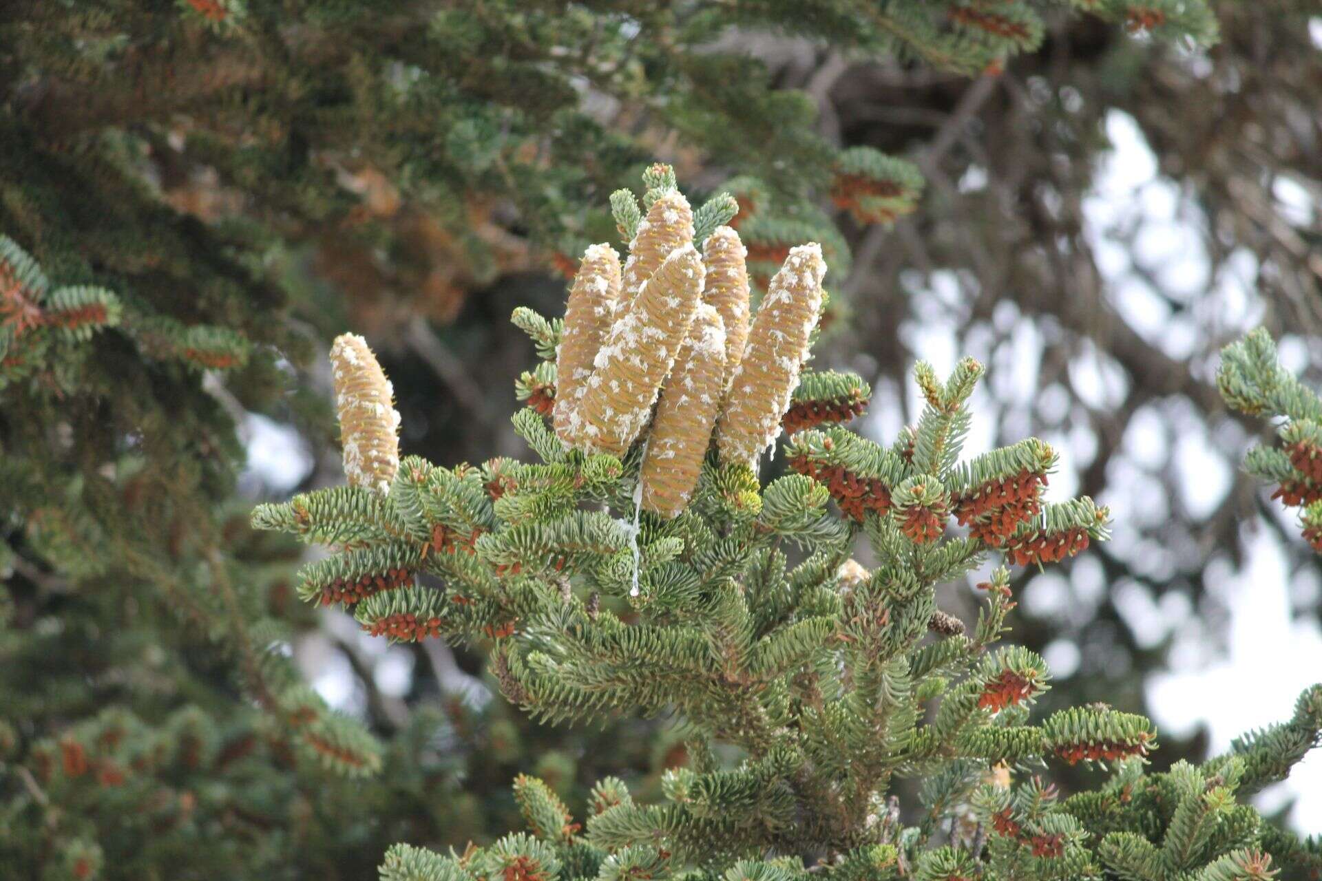 Image of Grecian Fir