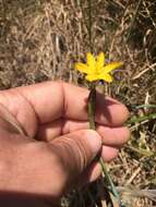 Image of golden blue-eyed grass