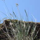 Image of Festuca robustifolia Markgr.-Dann.