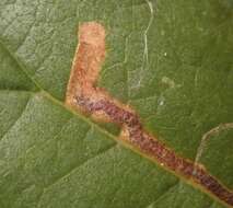 Imagem de Stigmella lemniscella (Zeller 1839) van Nieukerken 1986