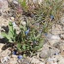 Image of Duchesne penstemon