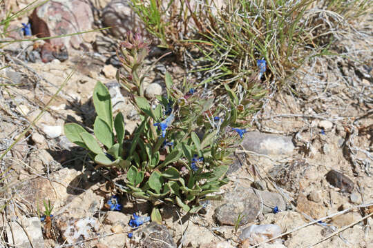 Image de Penstemon dolius var. duchesnensis N. H. Holmgren