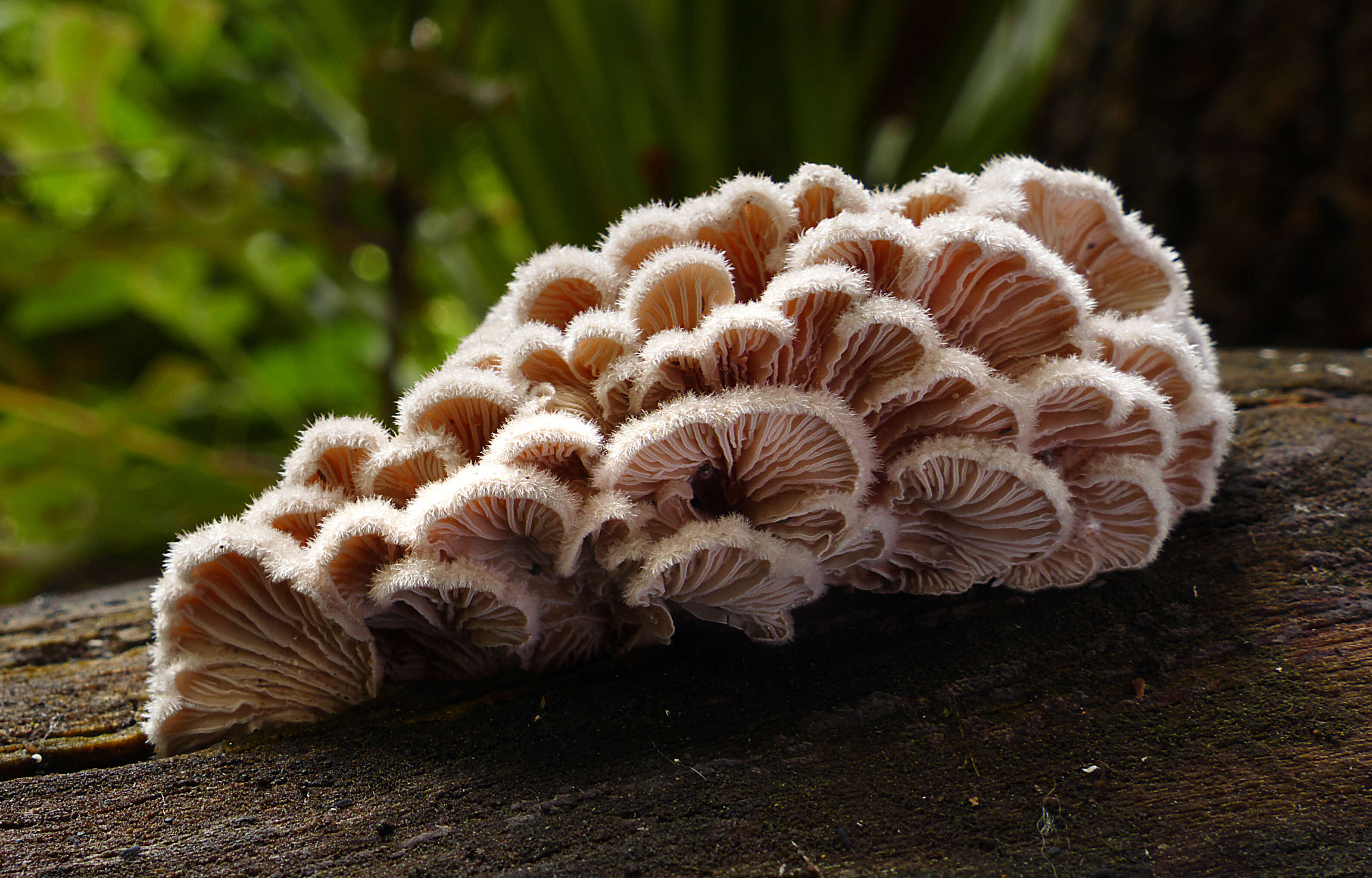 Image of Schizophyllum