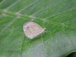 Image of <i>Leptosia nina niobe</i>