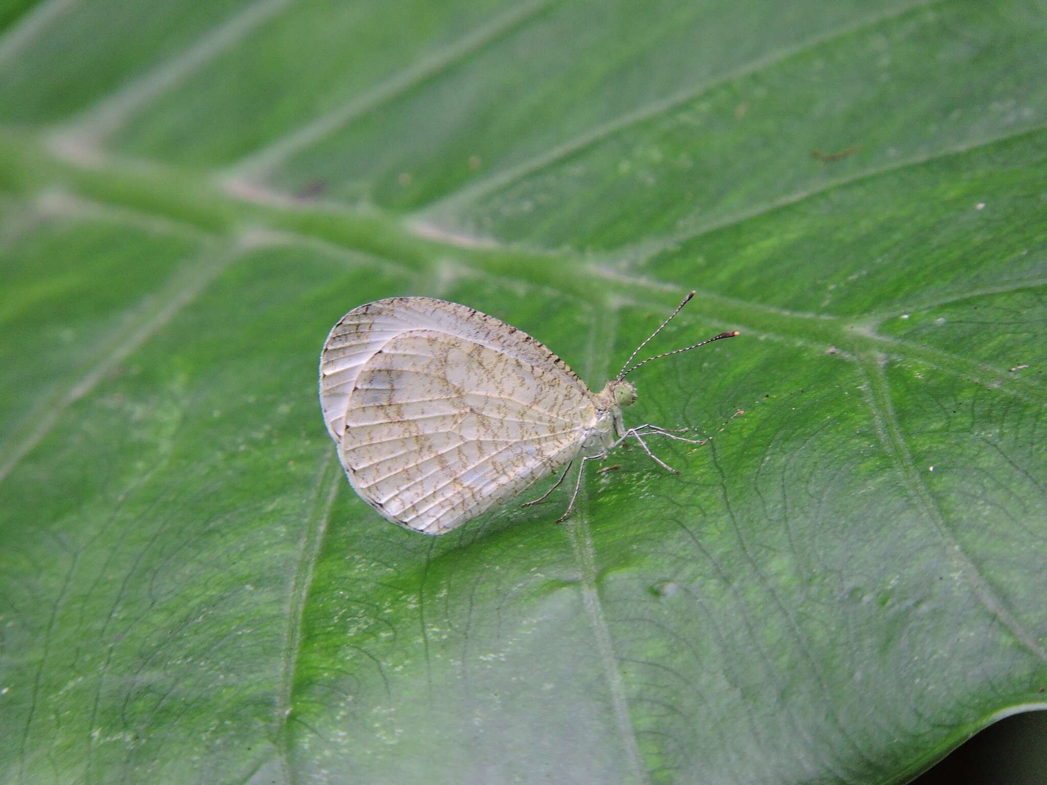 Imagem de <i>Leptosia nina niobe</i>