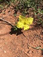 Oenothera hartwegii subsp. pubescens (A. Gray) W. L. Wagner & Hoch resmi