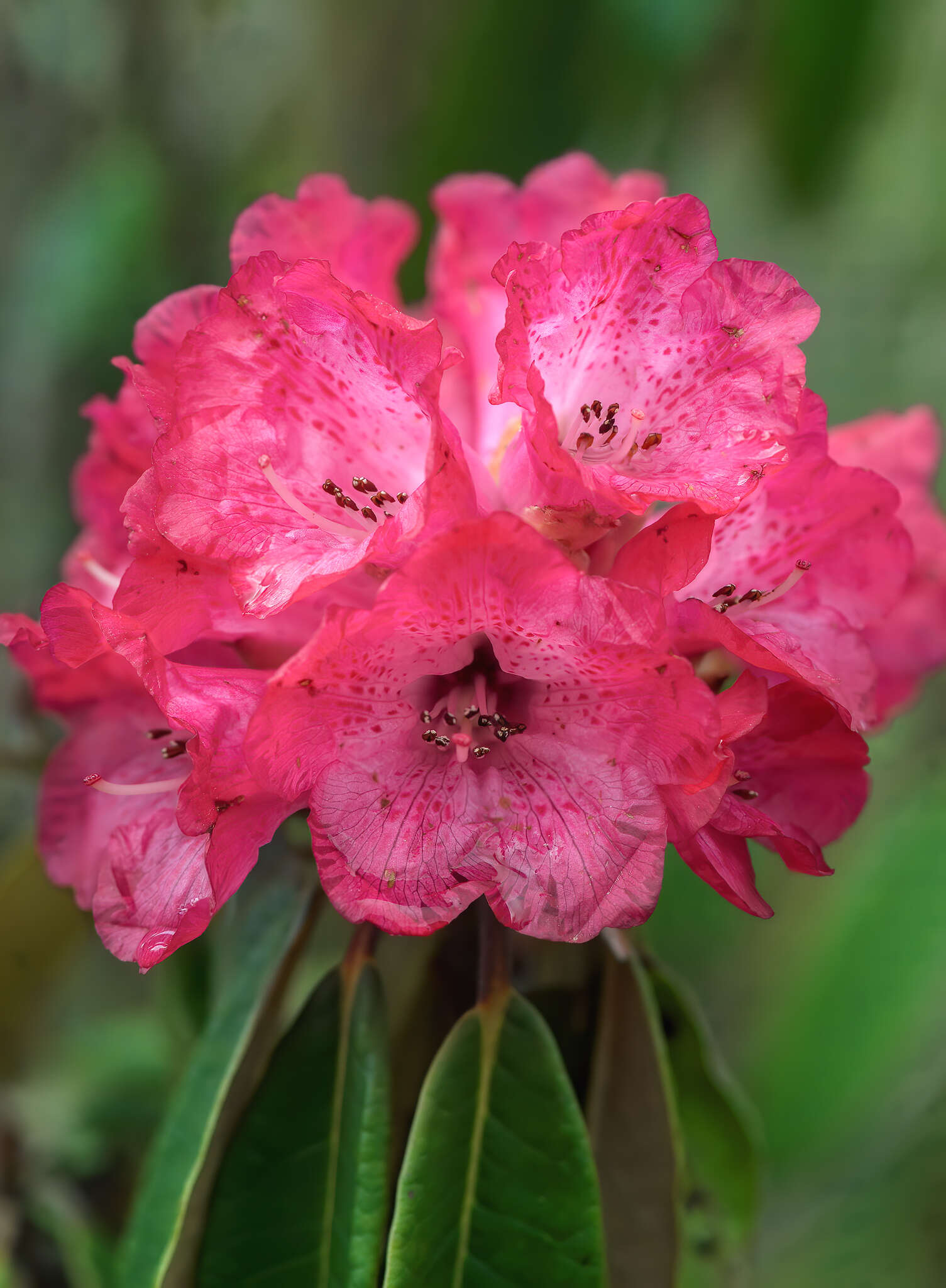 Image of Rhododendron arboreum var. roseum Lindl.