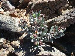 Image of Hereroa hesperantha (Dinter) Dinter & Schwant.