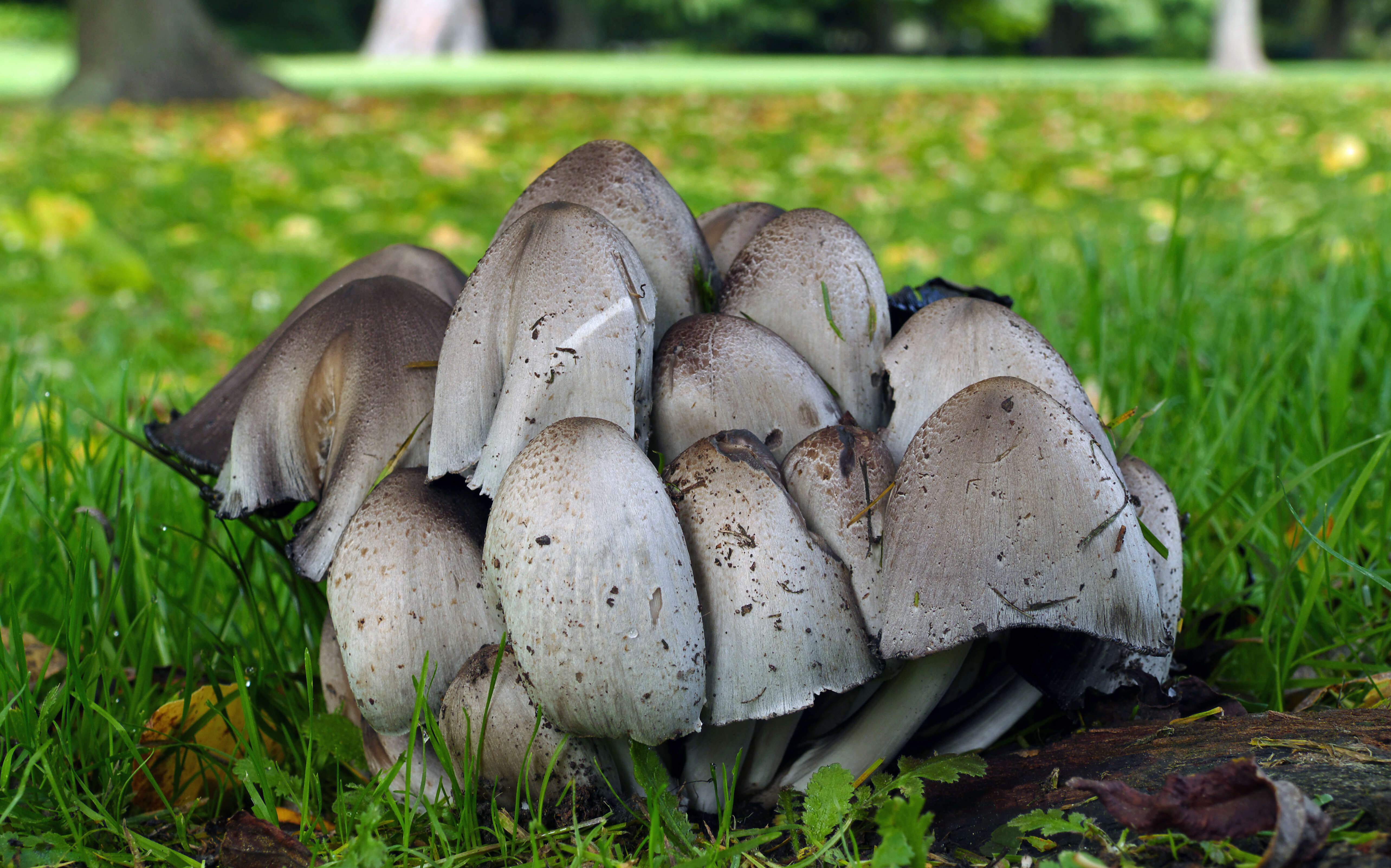 Coprinopsis atramentaria (Bull.) Redhead, Vilgalys & Moncalvo 2001 resmi