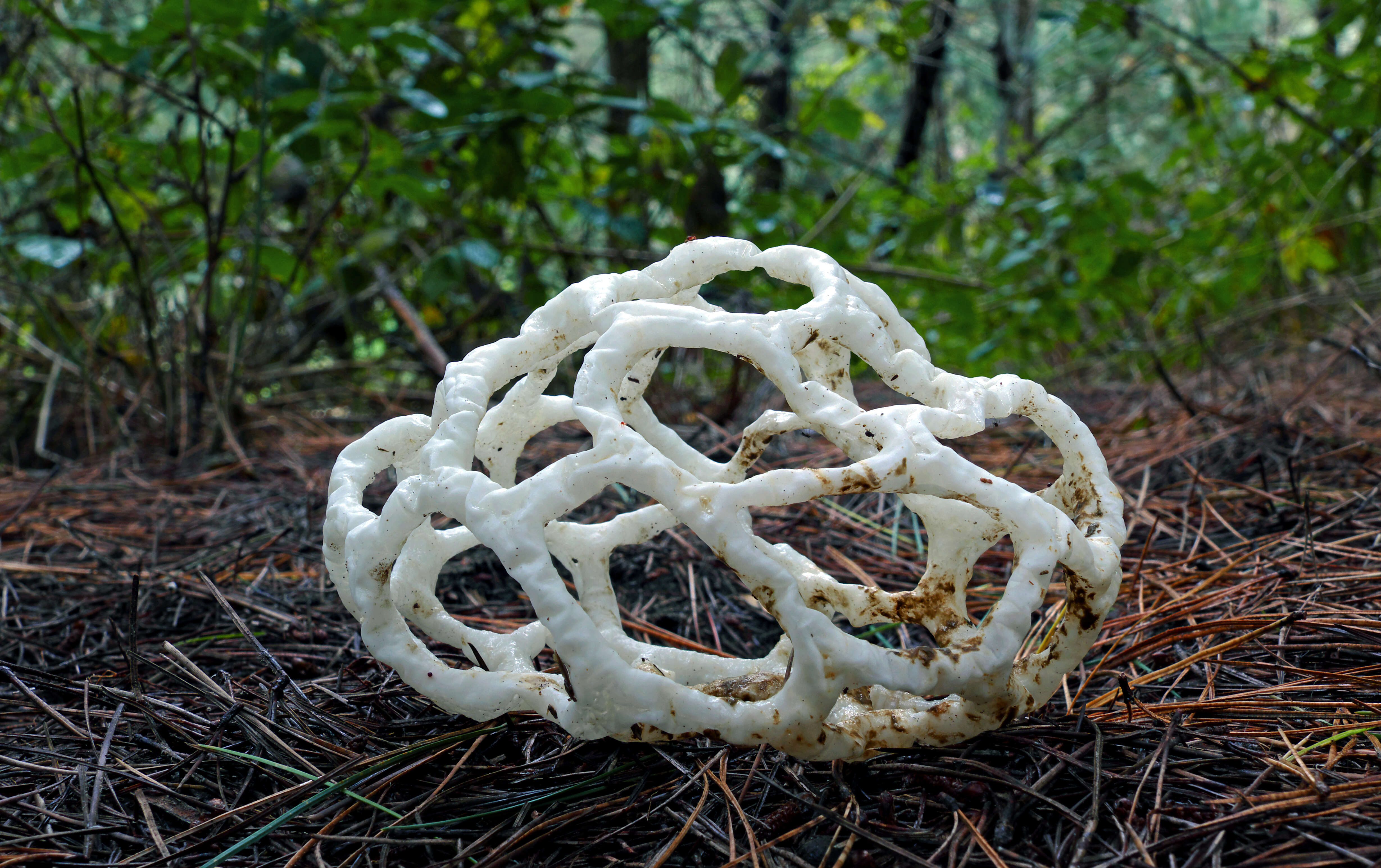 Image of Basket fungus