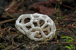 Image of Basket fungus