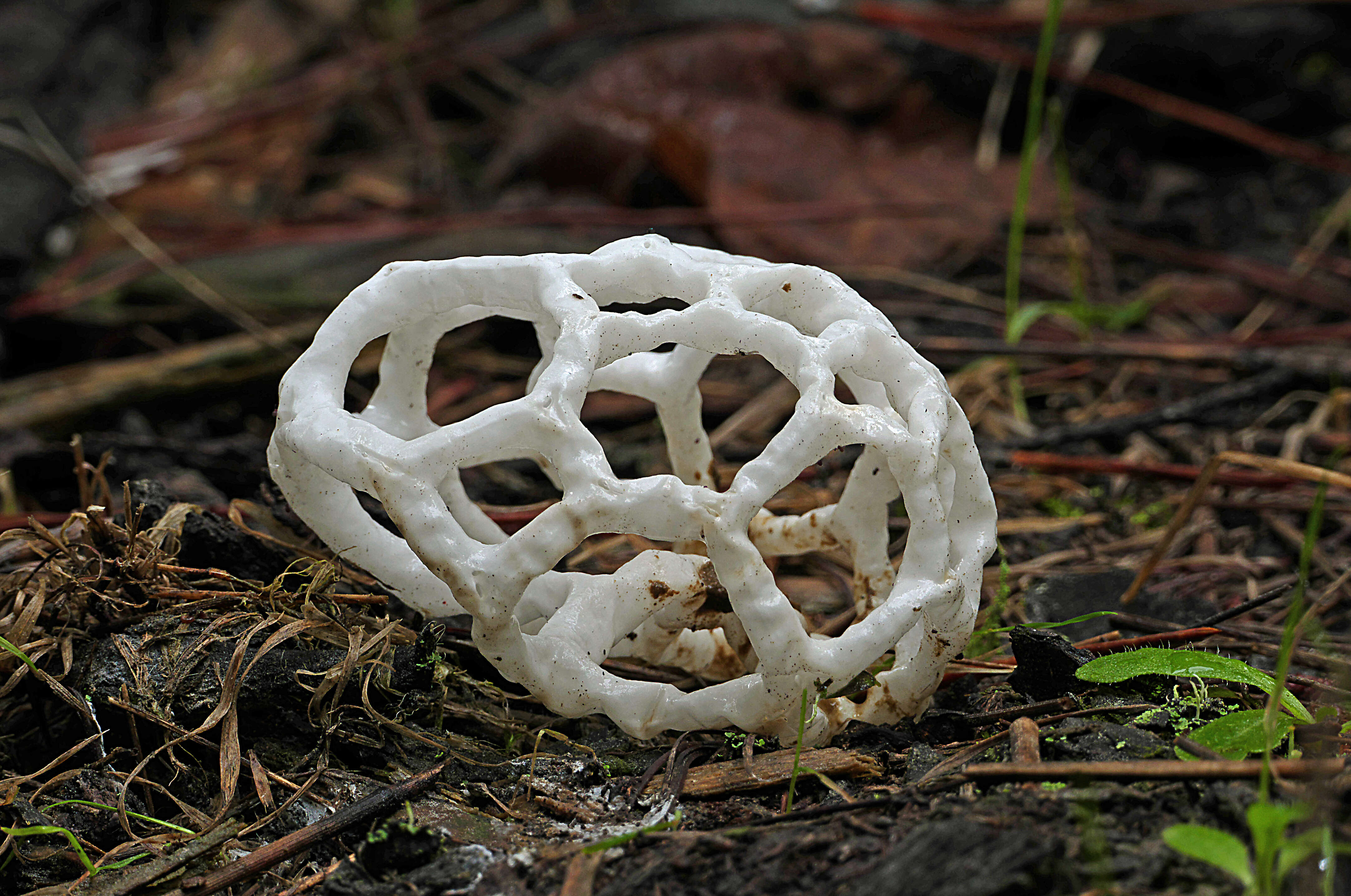 Image of Basket fungus