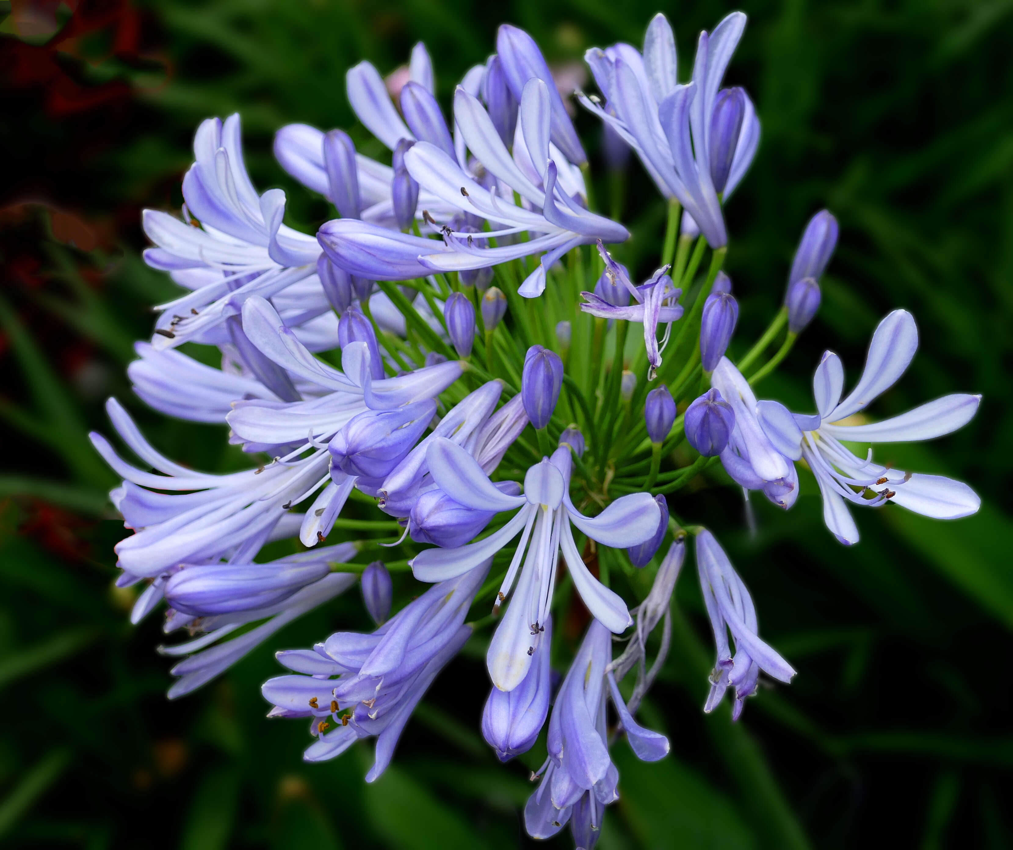 Imagem de Agapanthus praecox Willd.