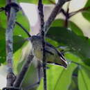 Image of White-eyed Tody-Tyrant