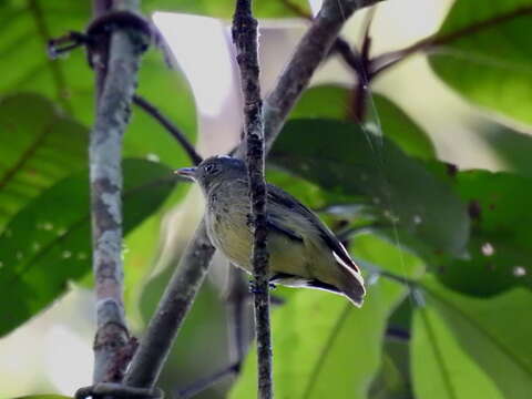 Image of White-eyed Tody-Tyrant