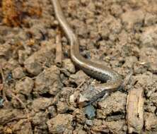 Image of Gregarious Slender Salamander