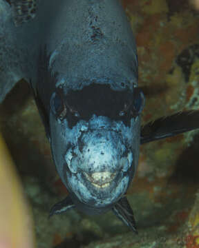 صورة Oplegnathus punctatus (Temminck & Schlegel 1844)