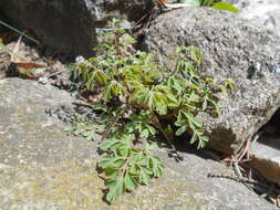 Image of yellow corydalis