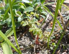 Image of yellow corydalis