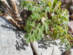 Imagem de Pseudofumaria lutea (L.) Borkh.