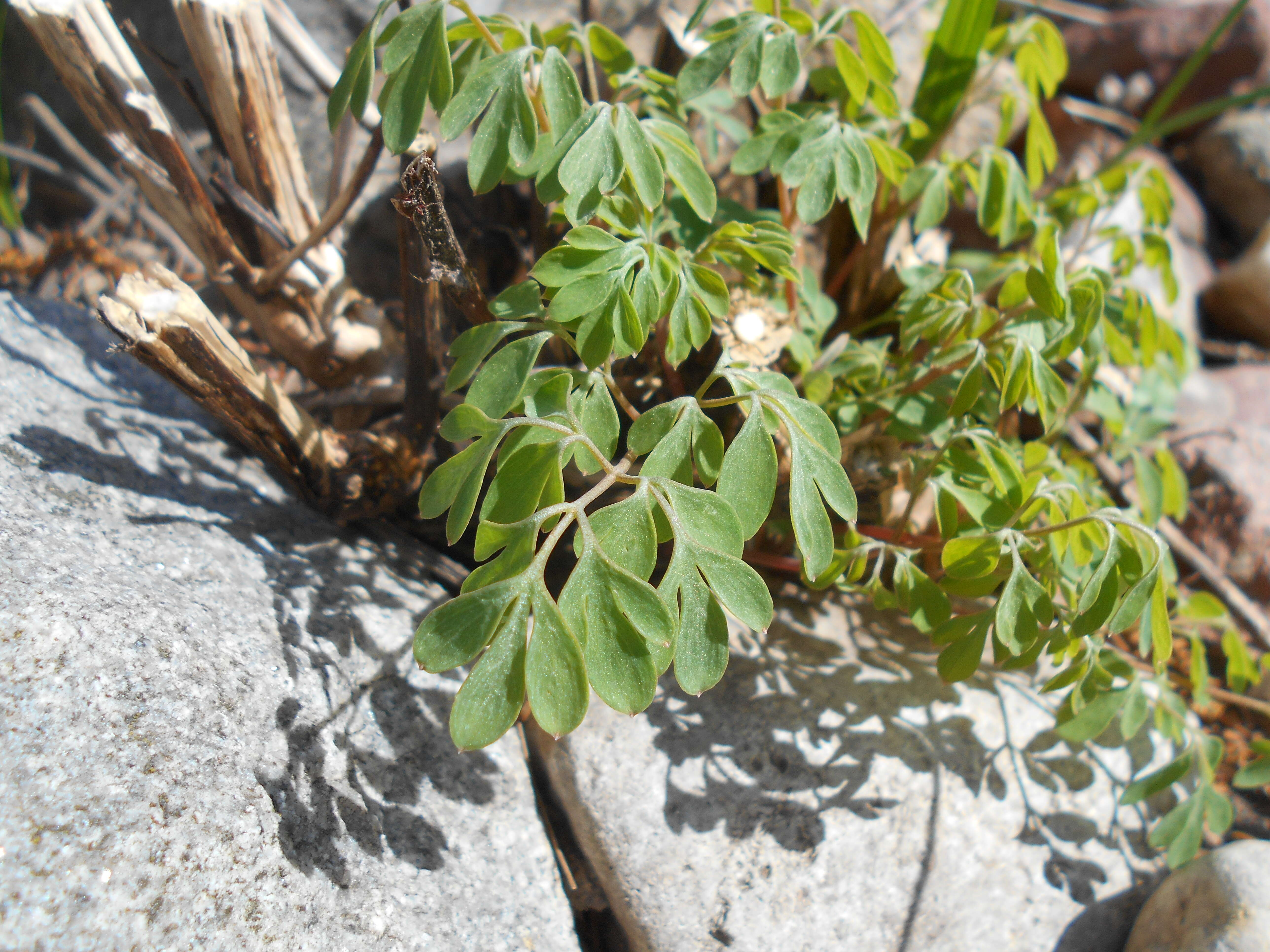 Imagem de Pseudofumaria lutea (L.) Borkh.