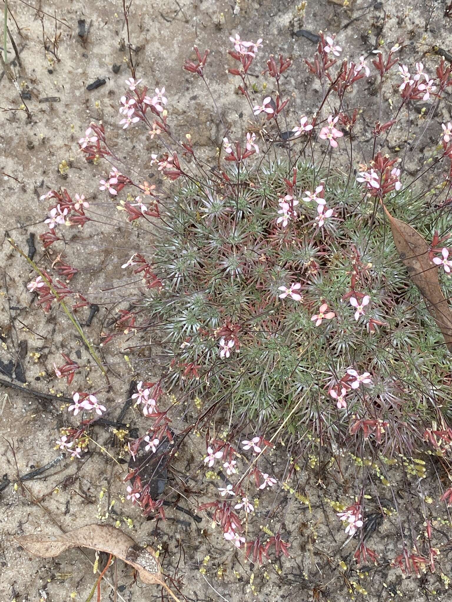 Image of Stylidium lepidum F. Müll. ex Benth.