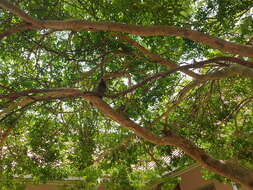 Image of Lignum Vitae