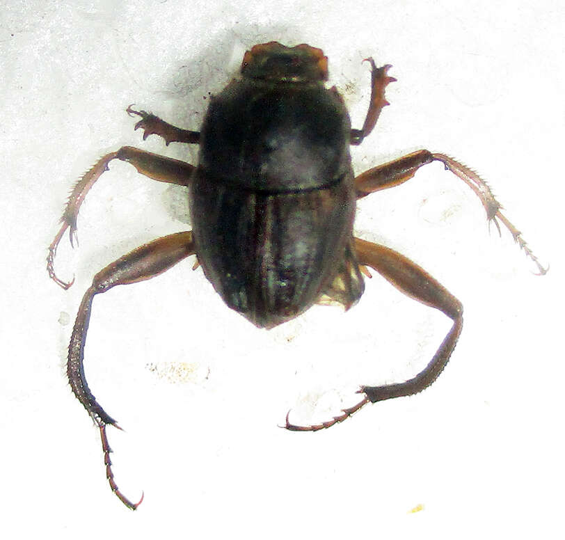 Image of Neosisyphus calcaratus (Klug 1855)