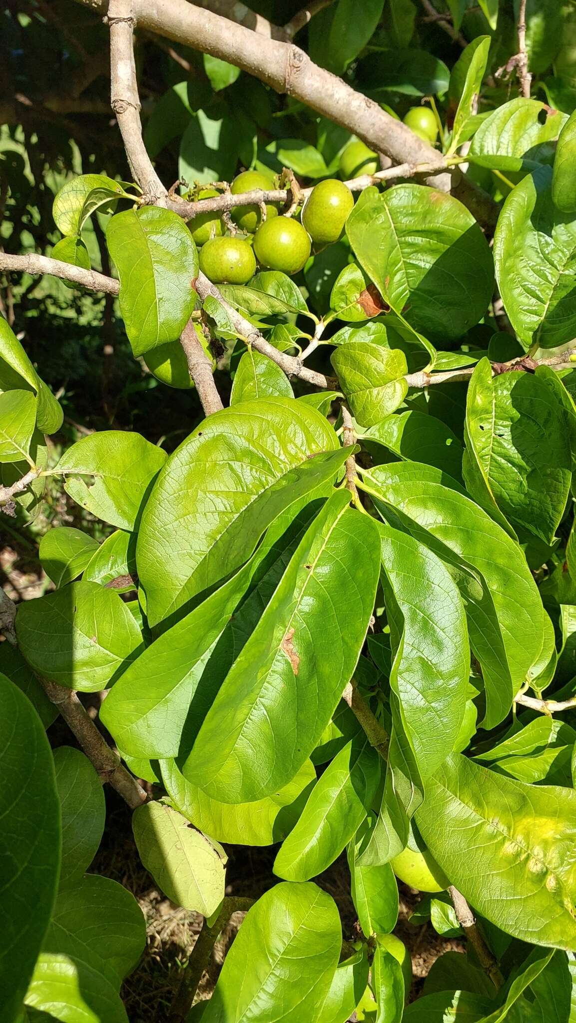 Vangueria madagascariensis J. F. Gmel. resmi