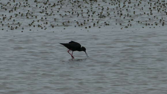 Image of Black Stilt