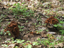 Plancia ëd Gyromitra gigas (Krombh.) Cooke 1878