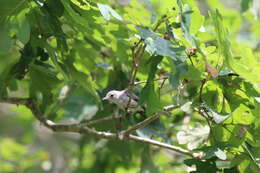 Image of Polioptila caerulea caerulea (Linnaeus 1766)