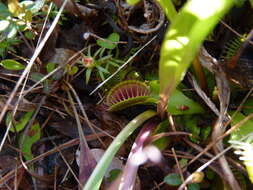 Image of Dionaea