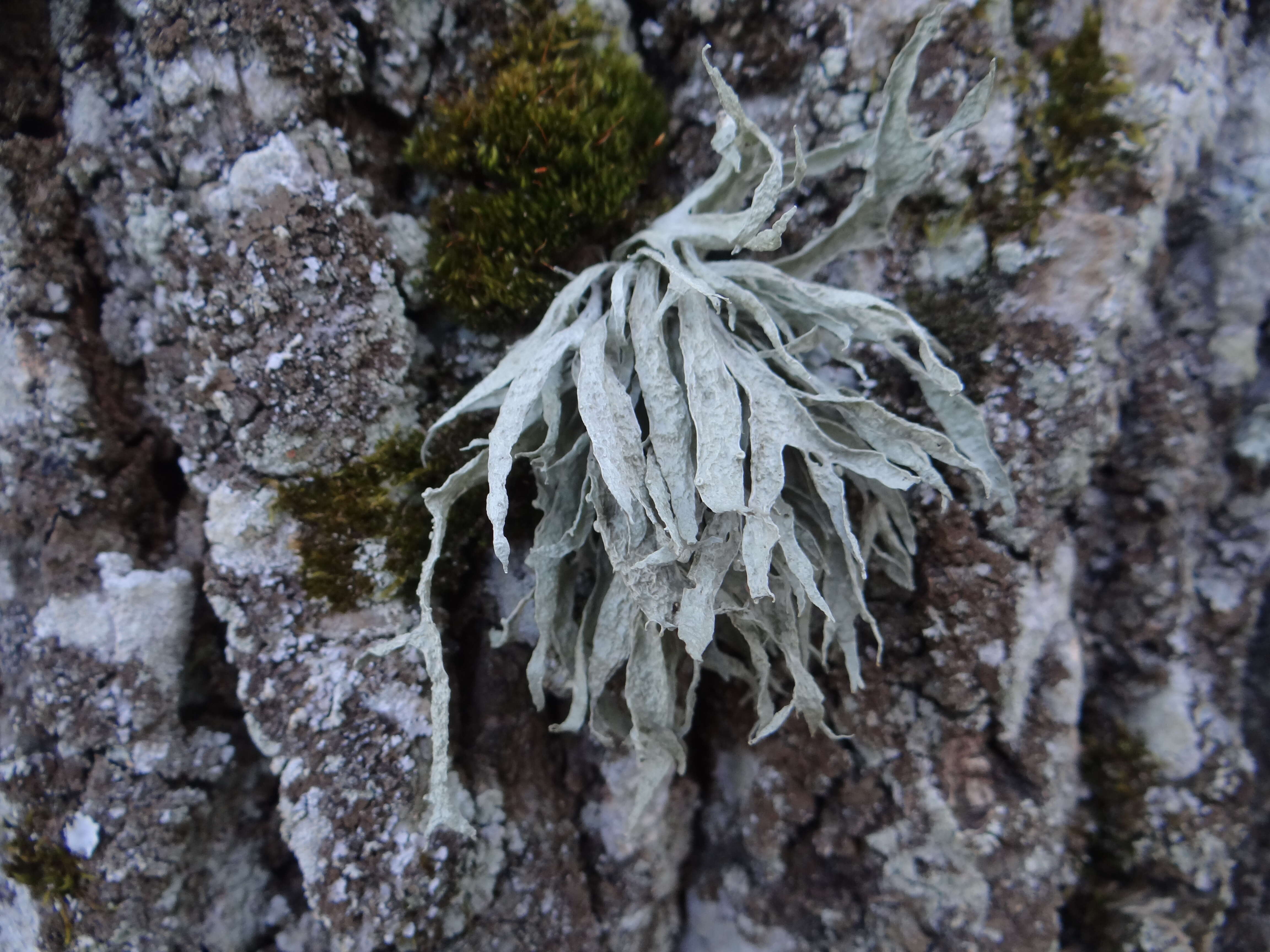 Image of cartilage lichen