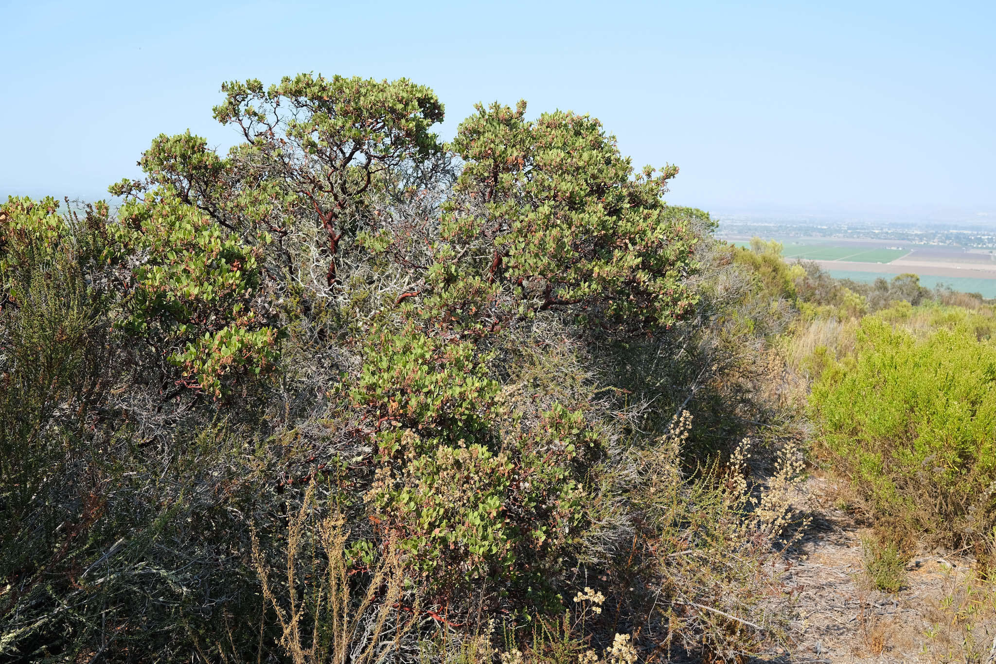 Image of Monterey manzanita