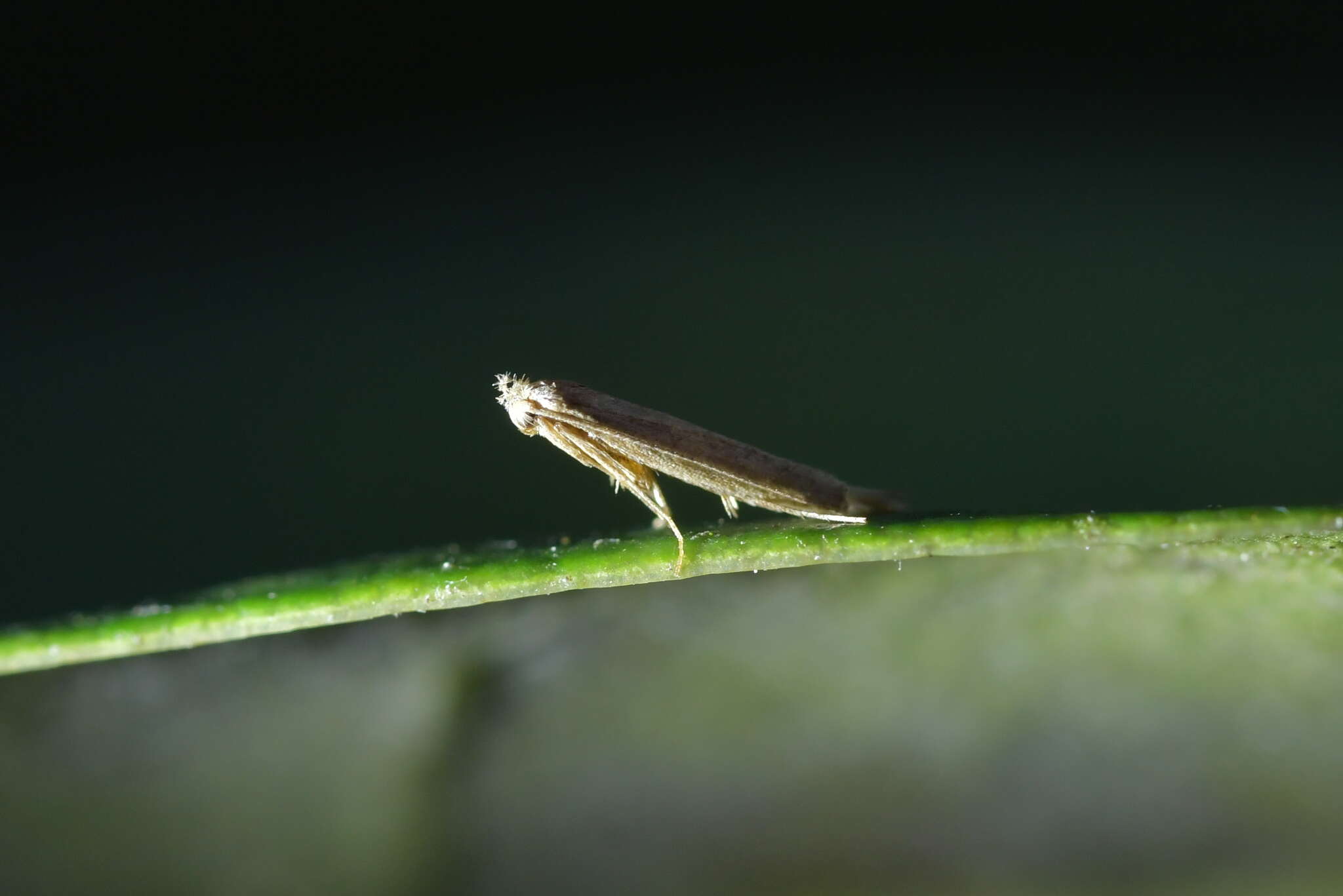 Image of convolvulus leafminer