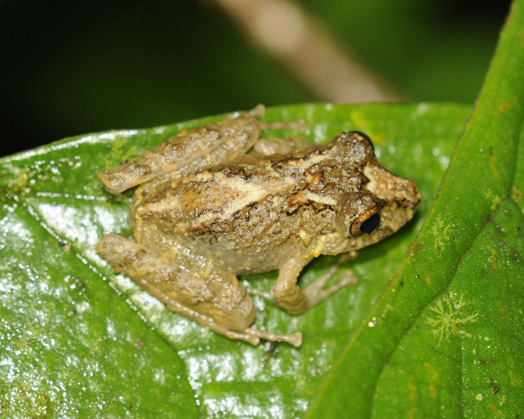 Image of Pristimantis labiosus (Lynch, Ruiz-Carranza & Ardila-Robayo 1994)