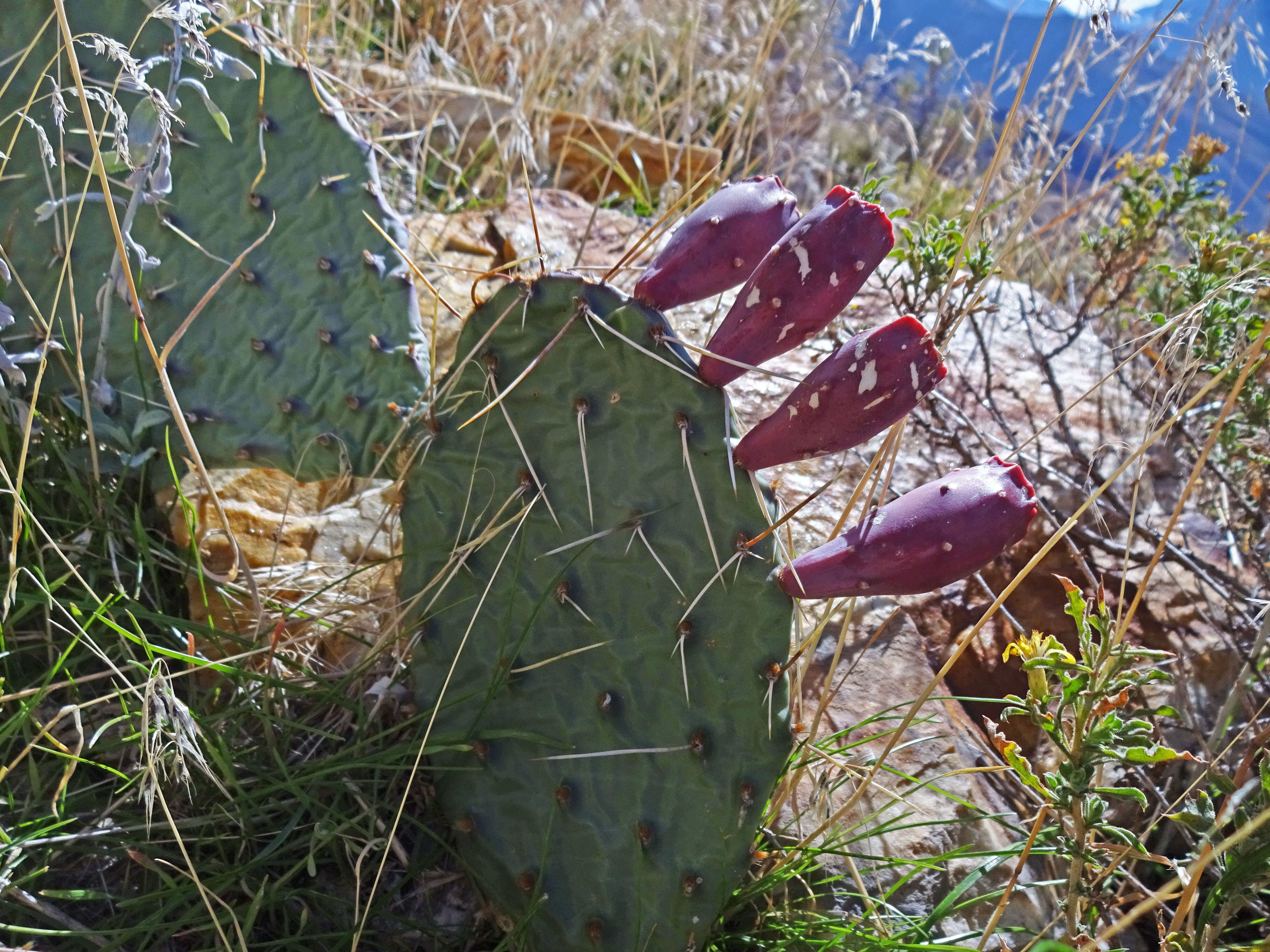 Image of Grassland Pricklypear