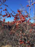 Image of silver buffaloberry