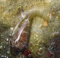 Image of Striped clingfish