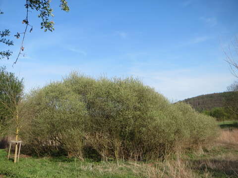 Image of Grey Willow