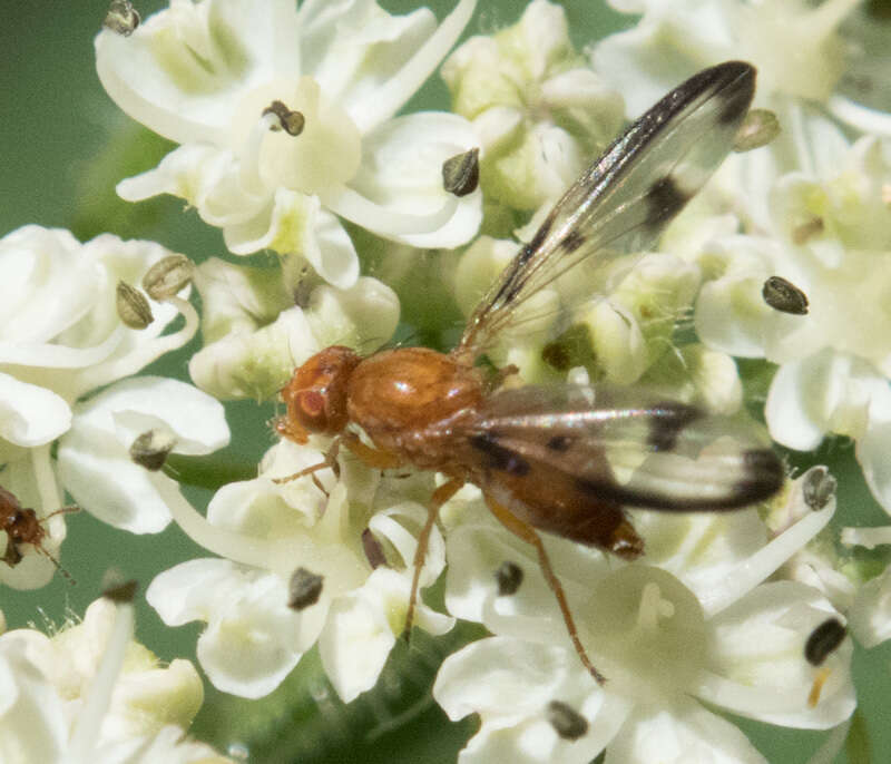 Image of Toxonevra jucunda (Loew 1863)