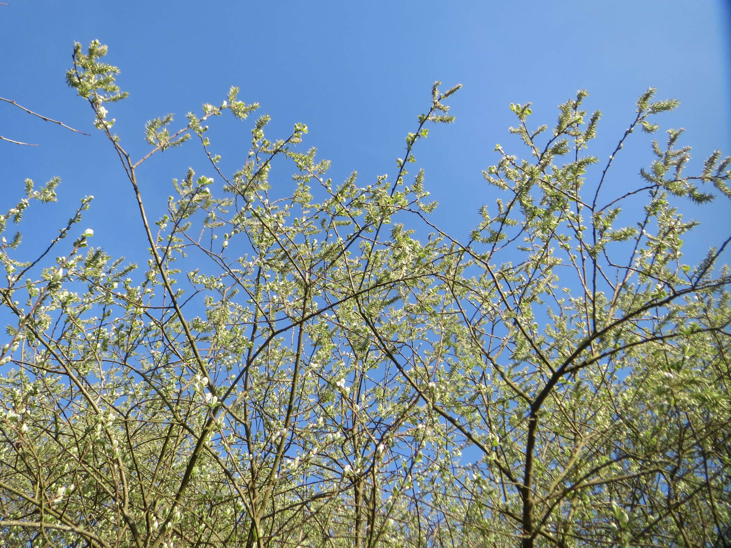 Image of Grey Willow