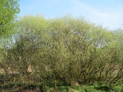 Image of Grey Willow