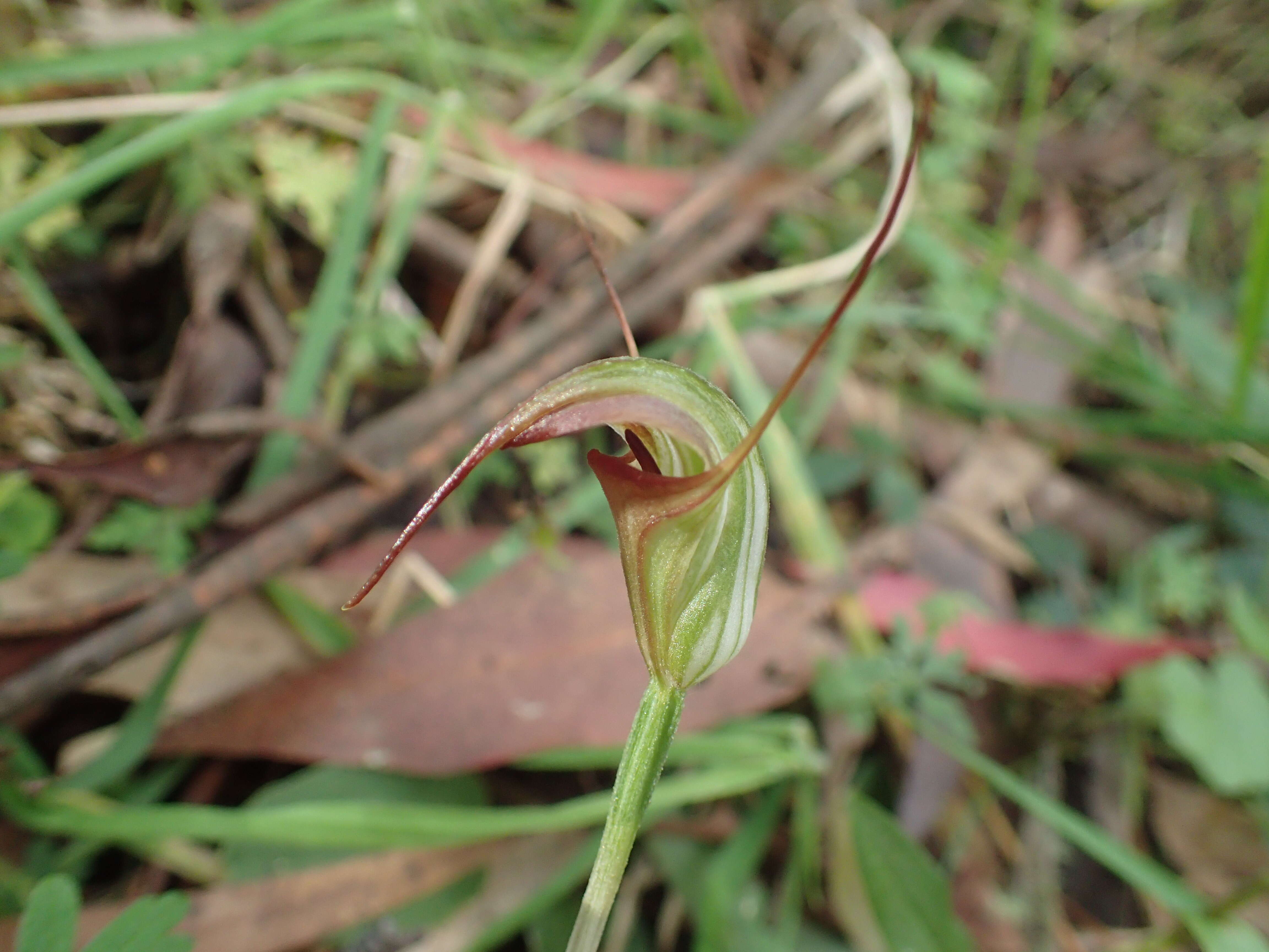 Image of Tablelands greenhood